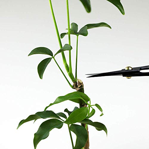Hanafubuki Wazakura Bonsai Scissors Made in Japan 7inch