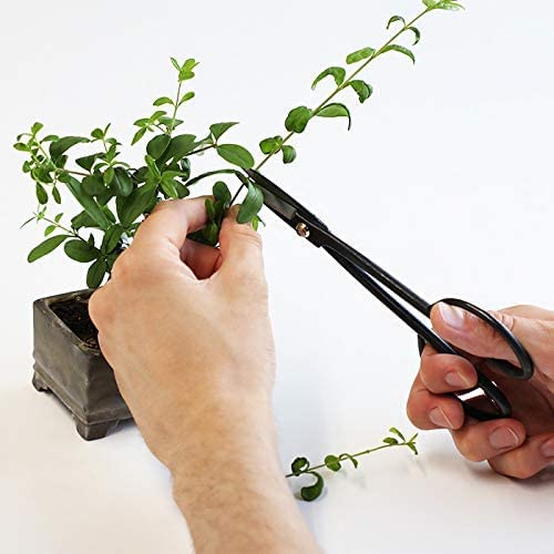 Hanafubuki Wazakura Twig Bonsai Scissors Made in Japan 7inch