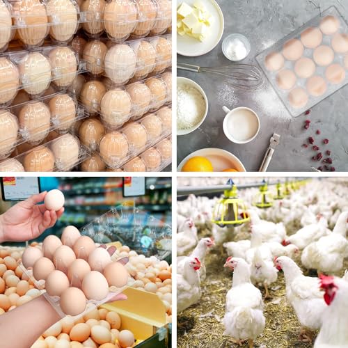 100 Pack Bulk Egg Cartons (100 Count)