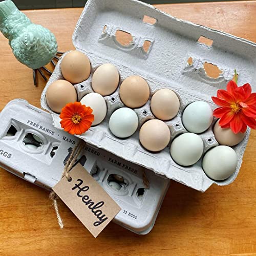 250 Egg Cartons (250 Count)
