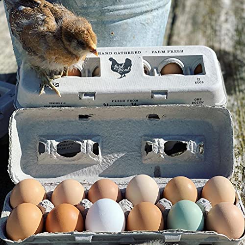 250 Egg Cartons (250 Count)