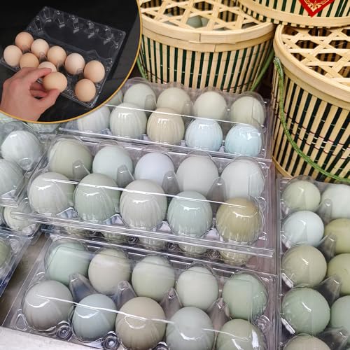 98 Pack Bulk Egg Cartons (98 Count)