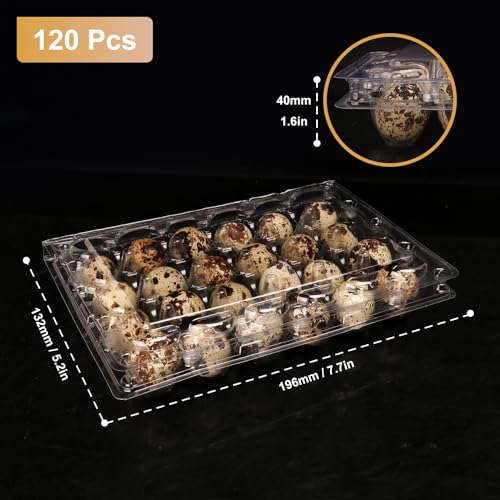 120 Pack Quail Egg Cartons (120 Count)