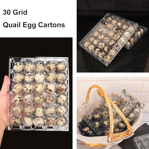 100 Pack Quail Egg Cartons (100 Count)