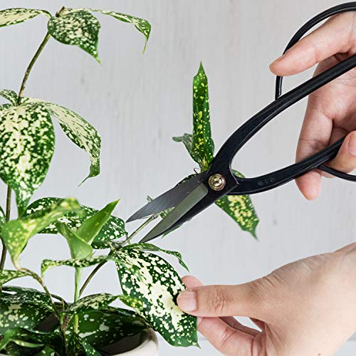 Ashinaga Bonsai Pruning Scissors 8inch