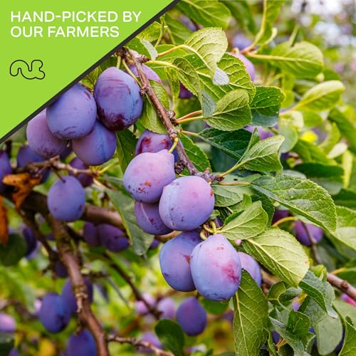 Dried Prunes Pitted Unsweetened (80 Ounce)