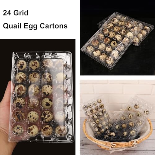 120 Pack Quail Egg Cartons (120 Count)