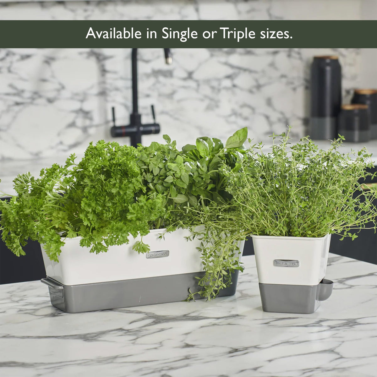 Burwell Self Watering Potted Herb Keeper